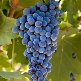 КАБЕРНЕ ФРАН_0x160 Любимый сад